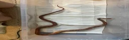 Corn Snake reptiles for sale: Corn snake- Pumkin - Advert 2