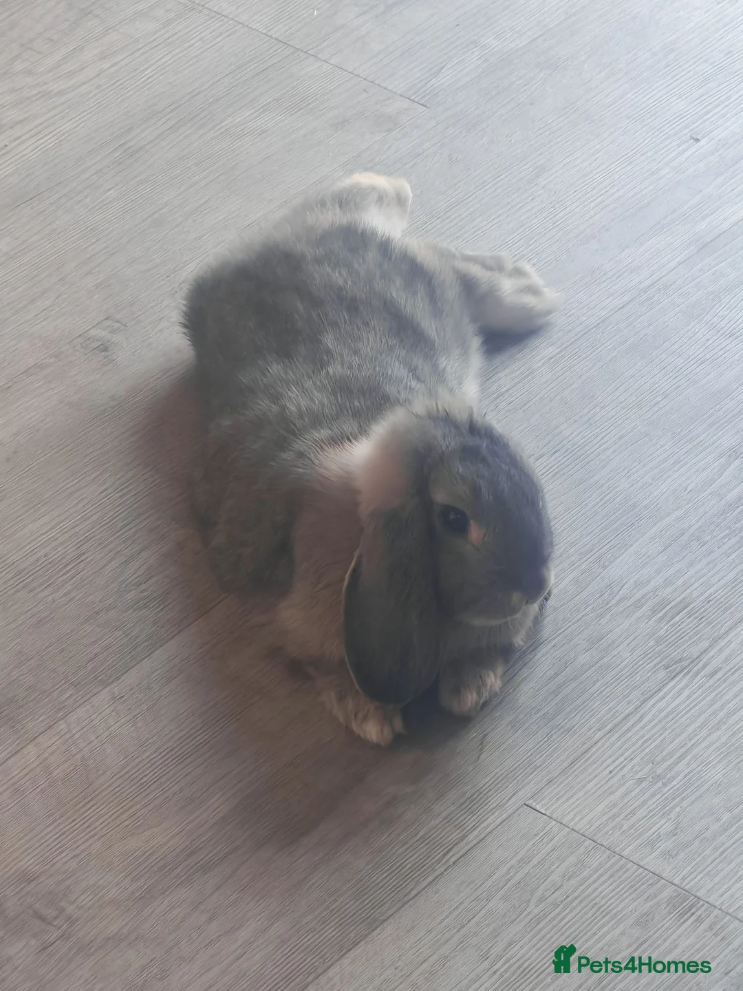 Mini Lop rabbits for sale: Two beautiful Mini Lops in Newport - Advert 4