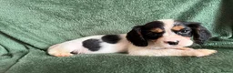 Cockalier dogs for sale: Beautiful, health tested cockalier puppies.  - Advert 20