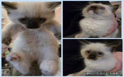 Ragdoll cats for sale: Purebred Ragdoll kittens, blue, seal, Lynx mitted - Image 3