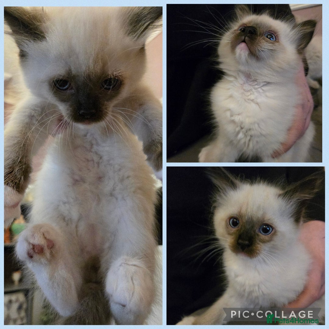 Ragdoll cats for sale: Purebred Ragdoll kittens, blue, seal, Lynx mitted - Image 3