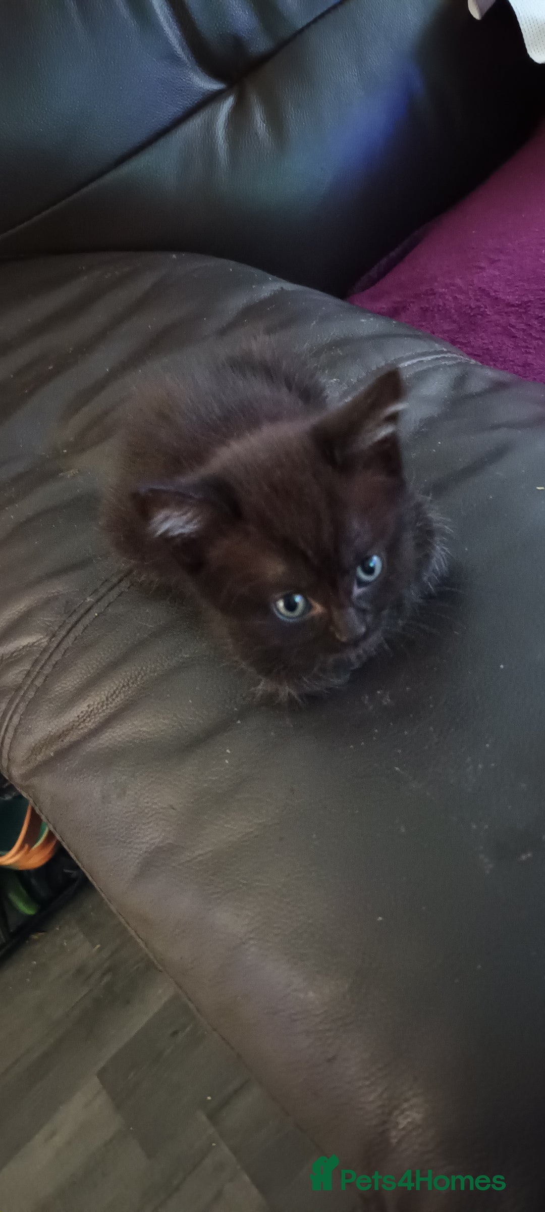 British Shorthair cats for sale: British shorthair/black ghost tabbys - Image 7