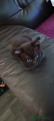 British Shorthair Kitten 6