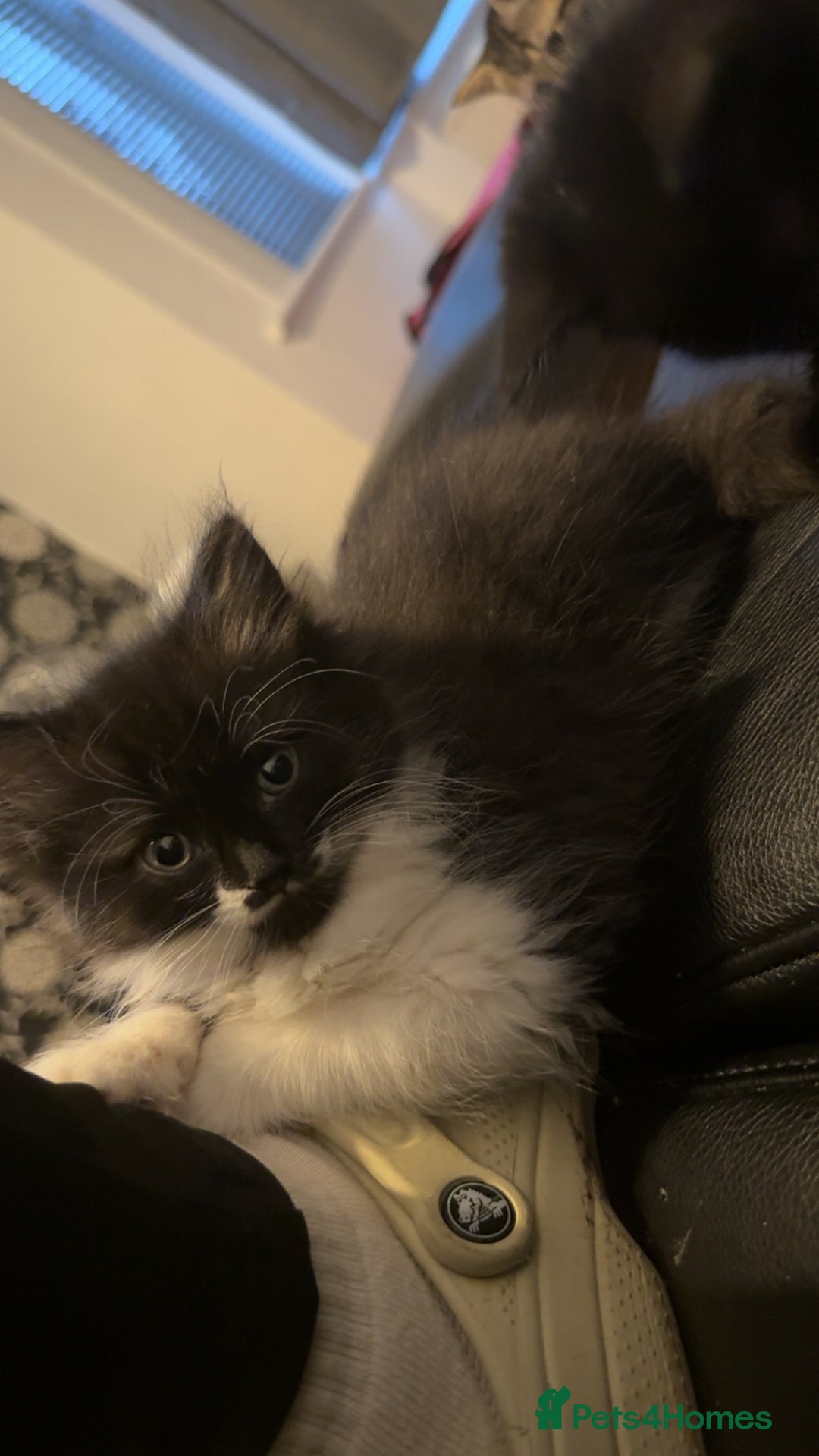 Persian cats for sale: Shorthair RagDoll Persian X British longhair  - Advert 9