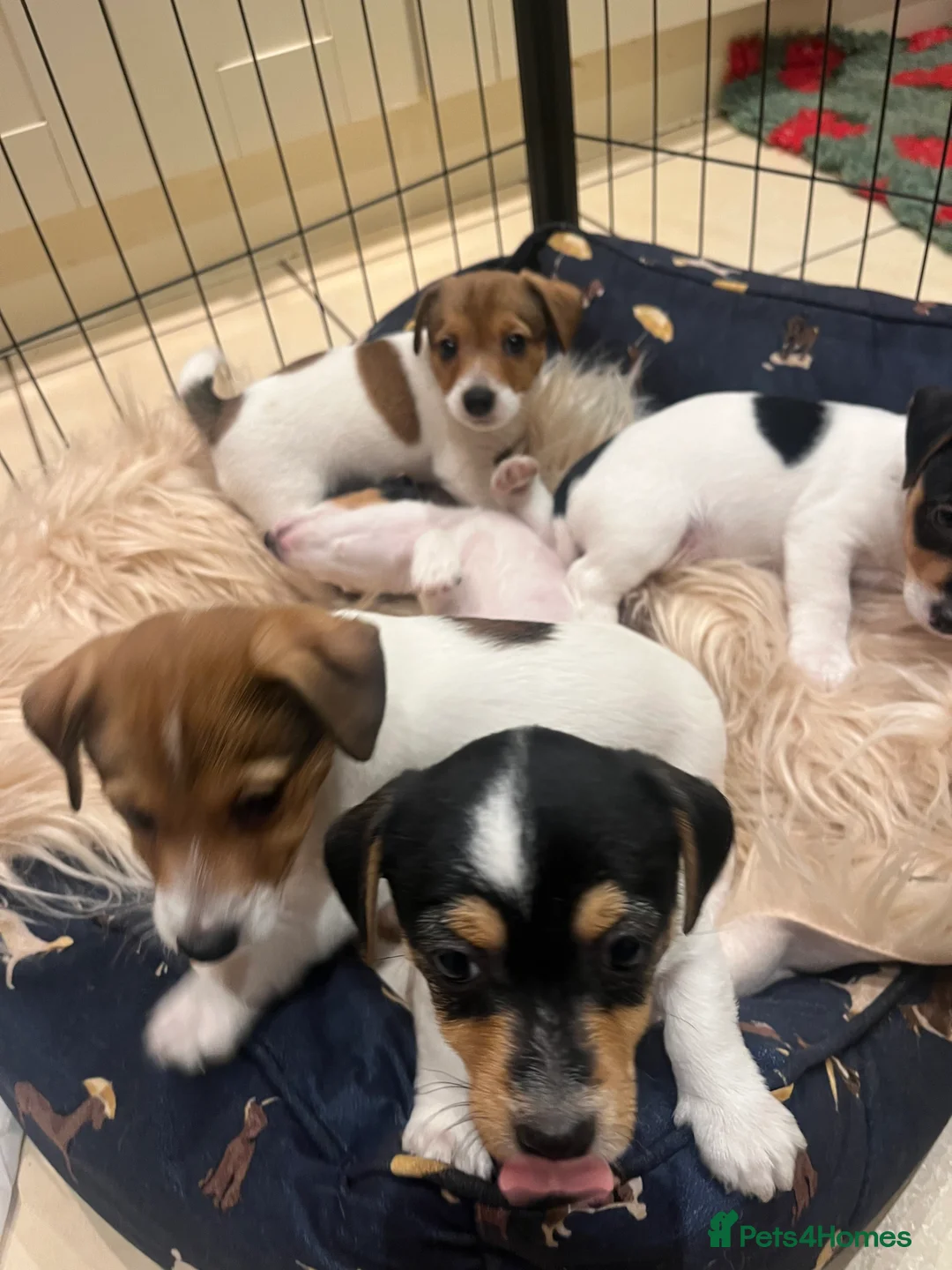 Jack Russell dogs for sale: Jack Russell - Advert 23