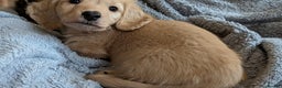 Miniature Dachshund dogs for sale: Stunning Cream Long-Haired Miniature Dachshund  - Advert 6