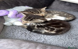 Norwegian Forest Cat cats for sale: Male kitten 8weeks old - Image 3