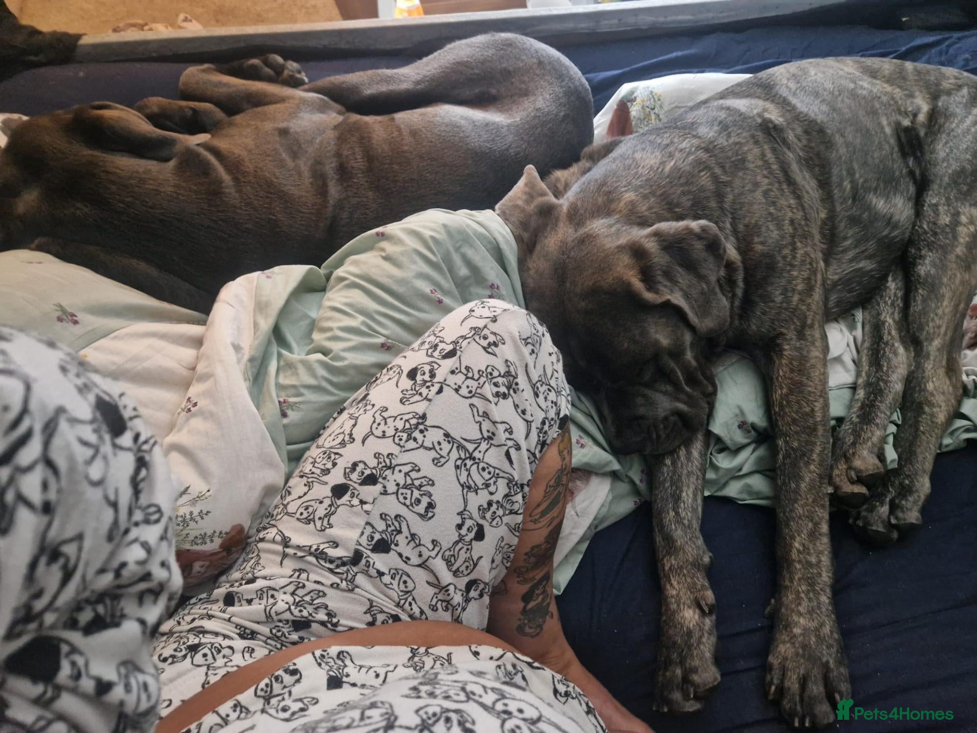 Cane Corso dogs Nella  - Advert 2