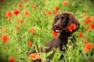 Cockapoo dogs F1 Cockerpoo Puppies For Sale - Advert 2