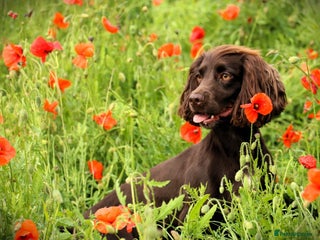 Cockapoo dogs F1 Cockerpoo Puppies For Sale - Advert 13