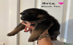 German Shepherd dogs for sale: K.C German Shepherd Puppies  - Image 5