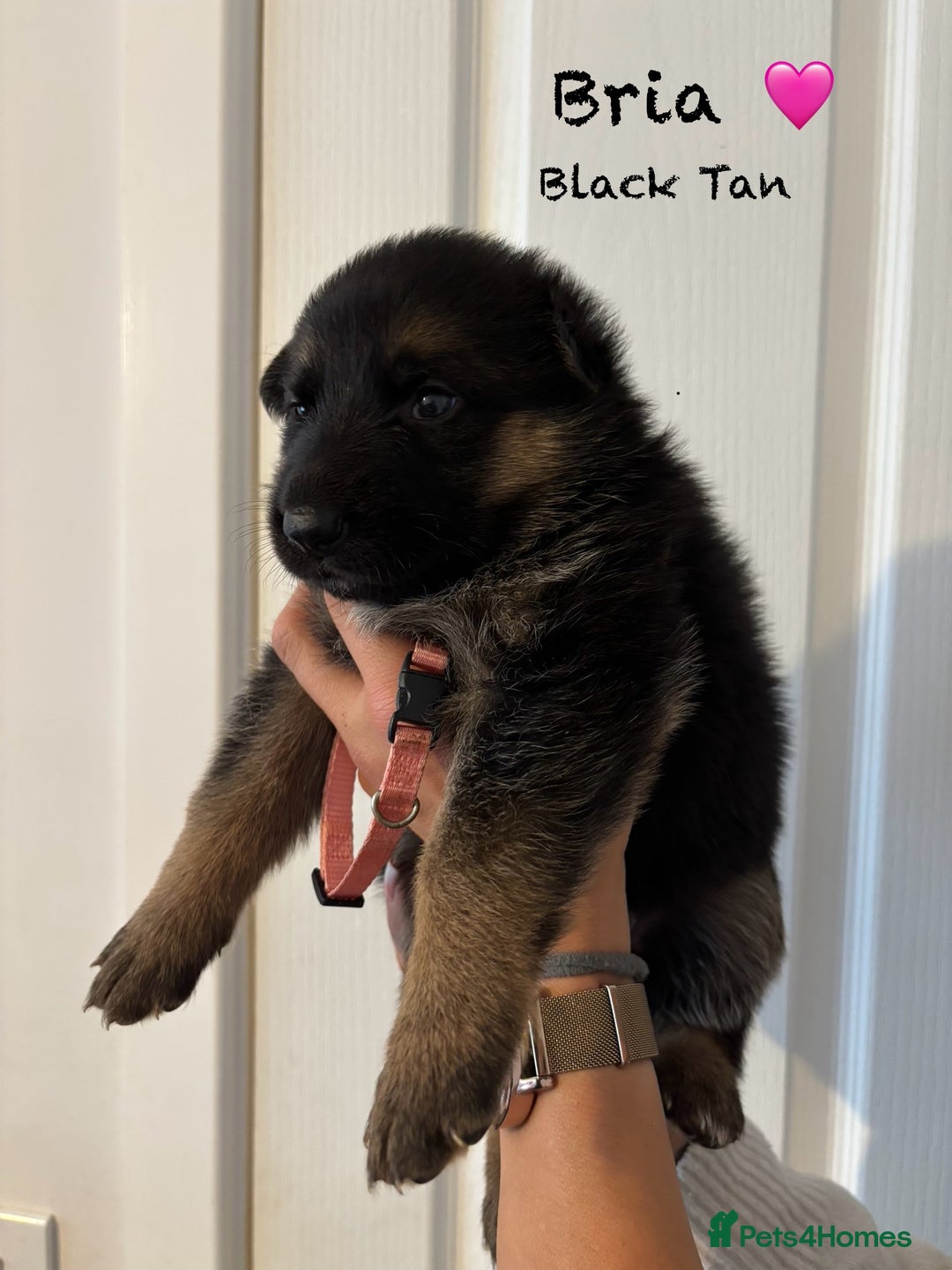 German Shepherd dogs for sale: K.C German Shepherd Puppies  - Image 5