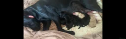 Labrador Retriever dogs for sale: LABRADOR PUPIES in Haddington - Advert 4