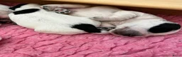 Cocker Spaniel dogs for sale: Gorgeous Show Type Cocker Spaniel Puppies KC Reg - Advert 16