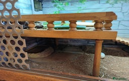 Tortoise reptiles for sale: Horsefield approx 3 years old  - Image 4