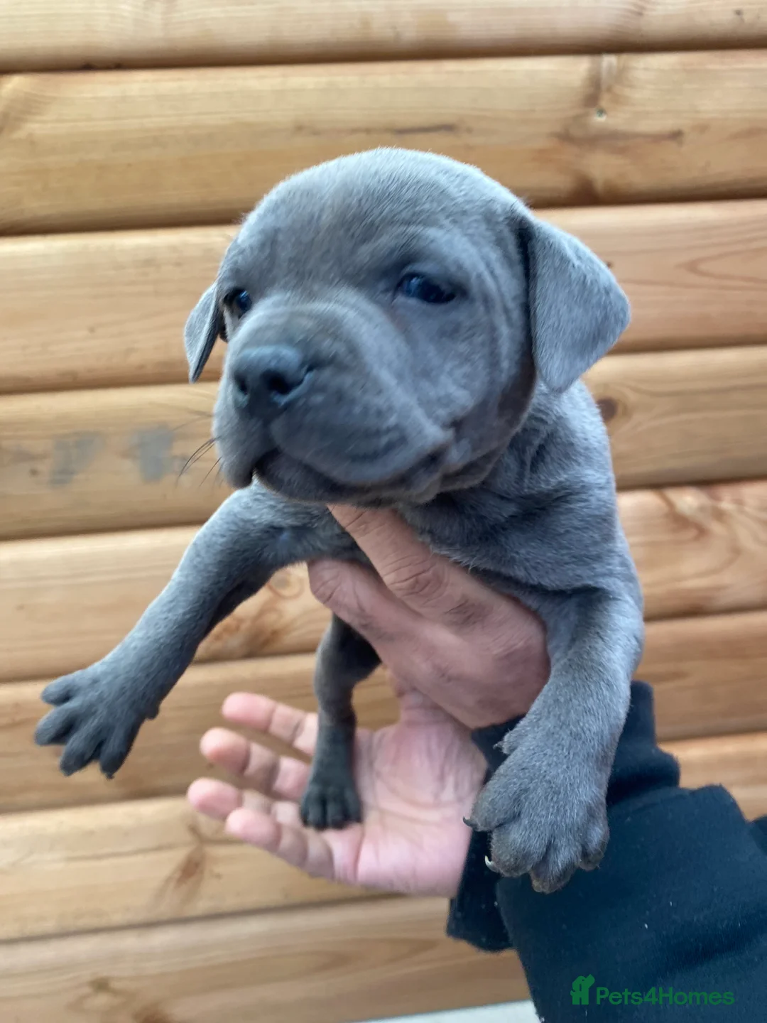 Staffordshire Bull Terrier dogs for sale: 🐾🐾SBT puppies for sale 🐶🐶 - Advert 8