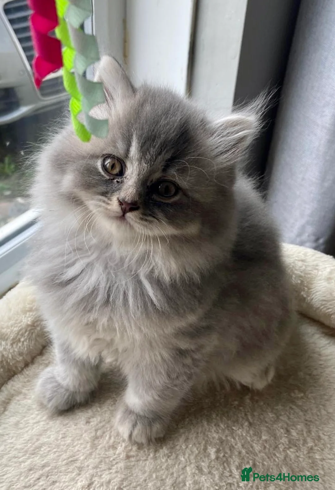 British Shorthair cats for sale: BRITISH SHORTHAIR KITTENS BOYS & GIRLS GCCF - Advert 19