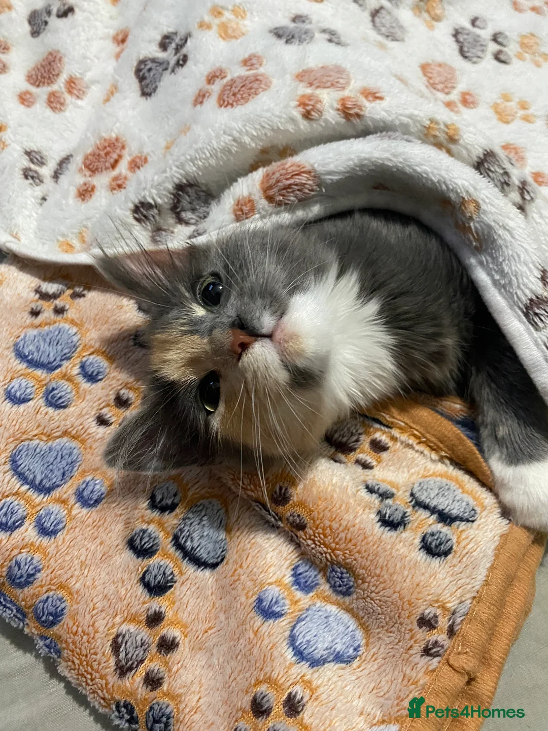 Persian cats for sale: Two beautiful Persian x - Advert 7