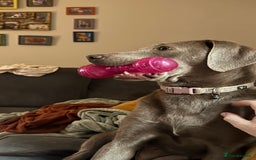 Labrador Retriever dogs for sale: Silver Labrador Retreiver - Advert 2