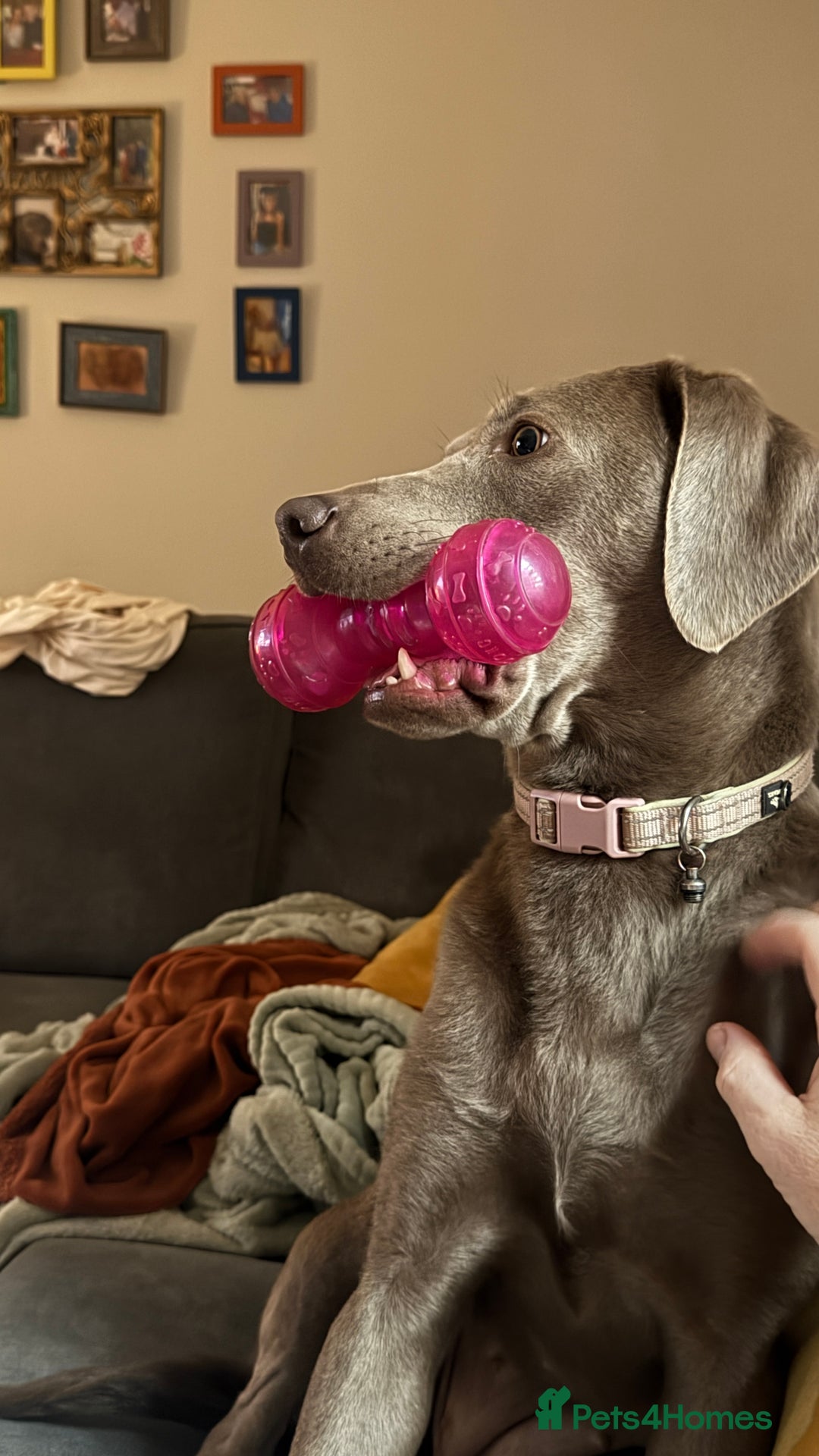 Labrador Retriever dogs for sale: Silver Labrador Retreiver - Advert 2