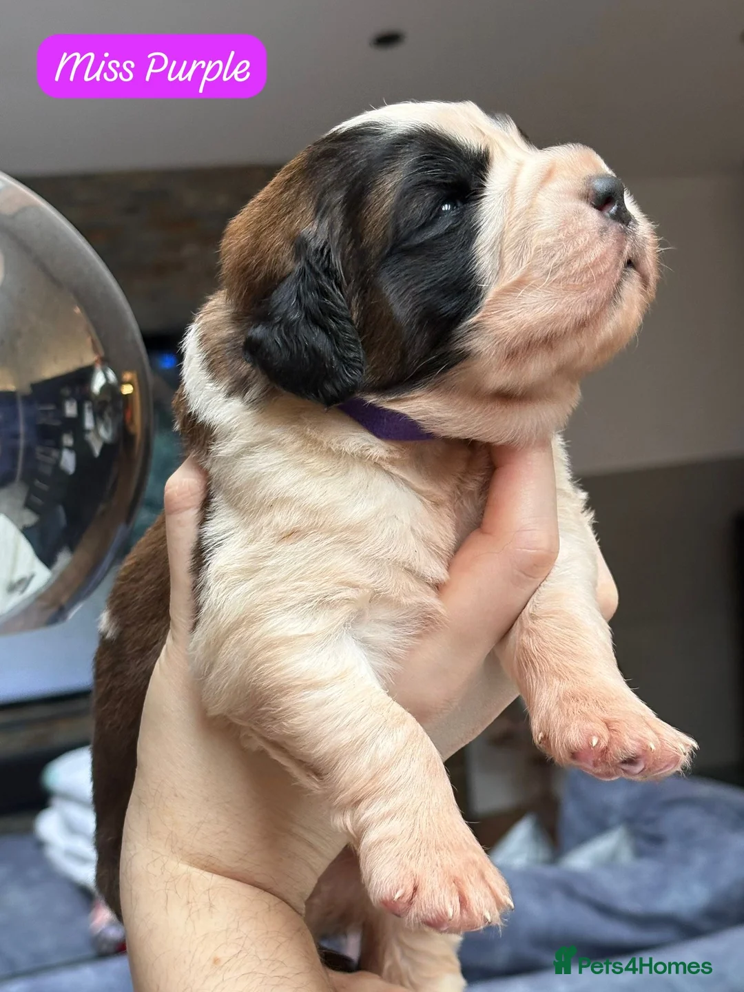 Saint Bernard dogs for sale: Outstanding Saint Bernard KC Reg Puppies  - Advert 16