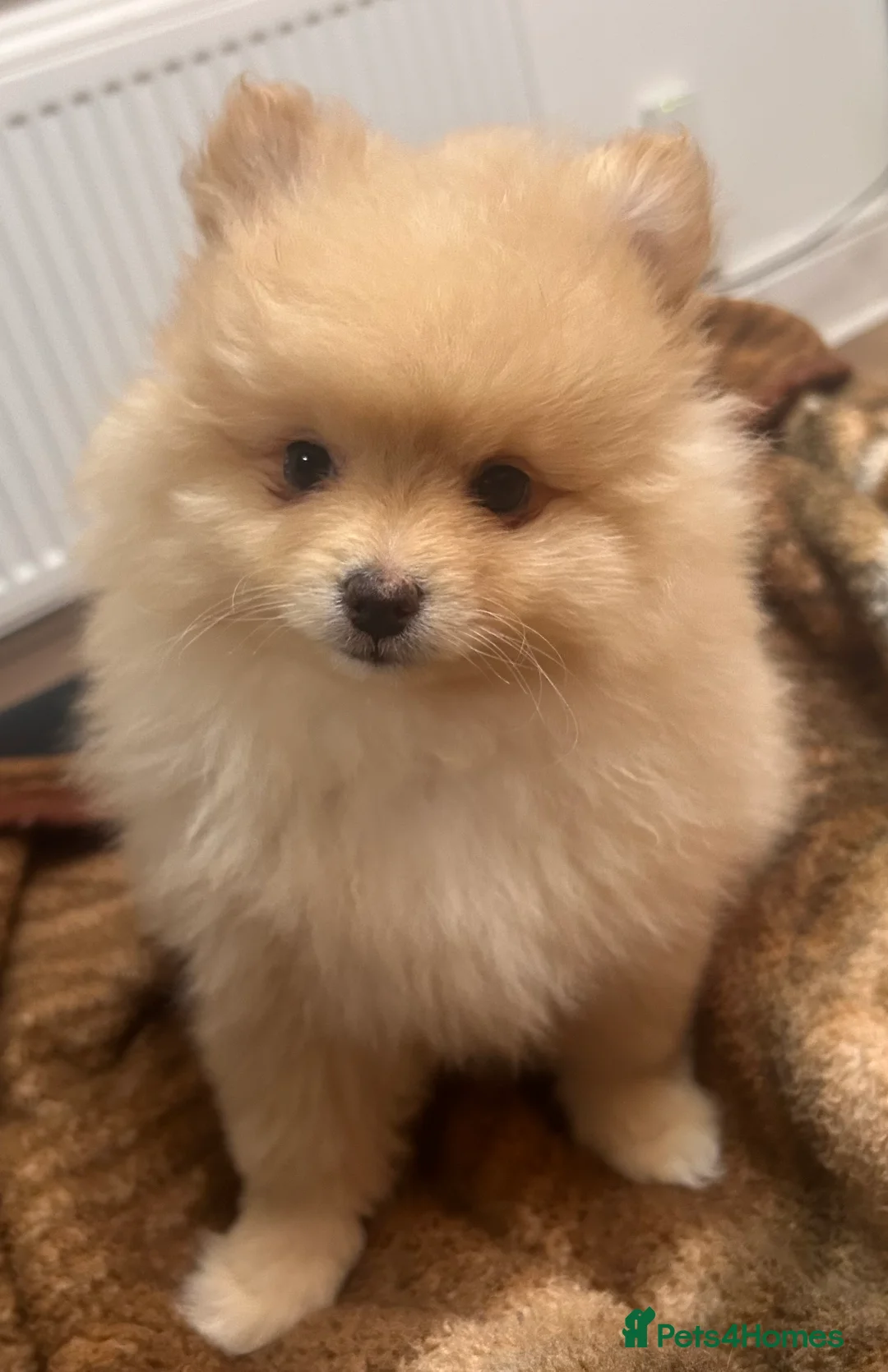 Pomeranian dogs for sale: Pomeranian puppy  - Advert 8