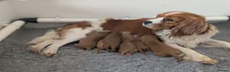 Cavapoo dogs for sale: 🌟 F1 Cavapoo Puppies –  Health Tested Parents in Wisbech - Advert 16
