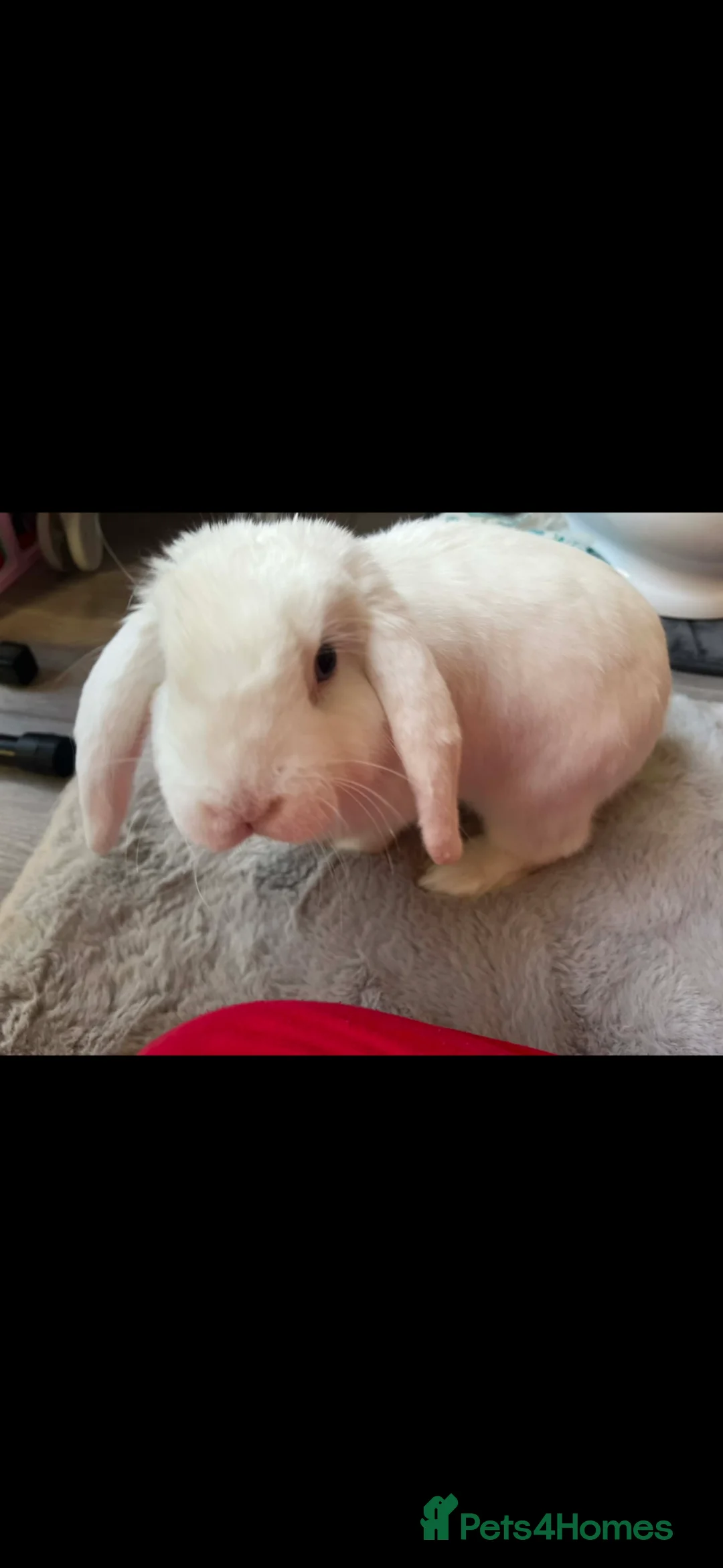 Mixed Breed rabbits for sale: Rabbits  - Advert 2