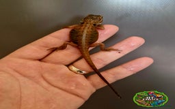 Bearded Dragon reptiles for sale: Pogona vitticeps + vitticeps/Barbata hybrids - Image 38