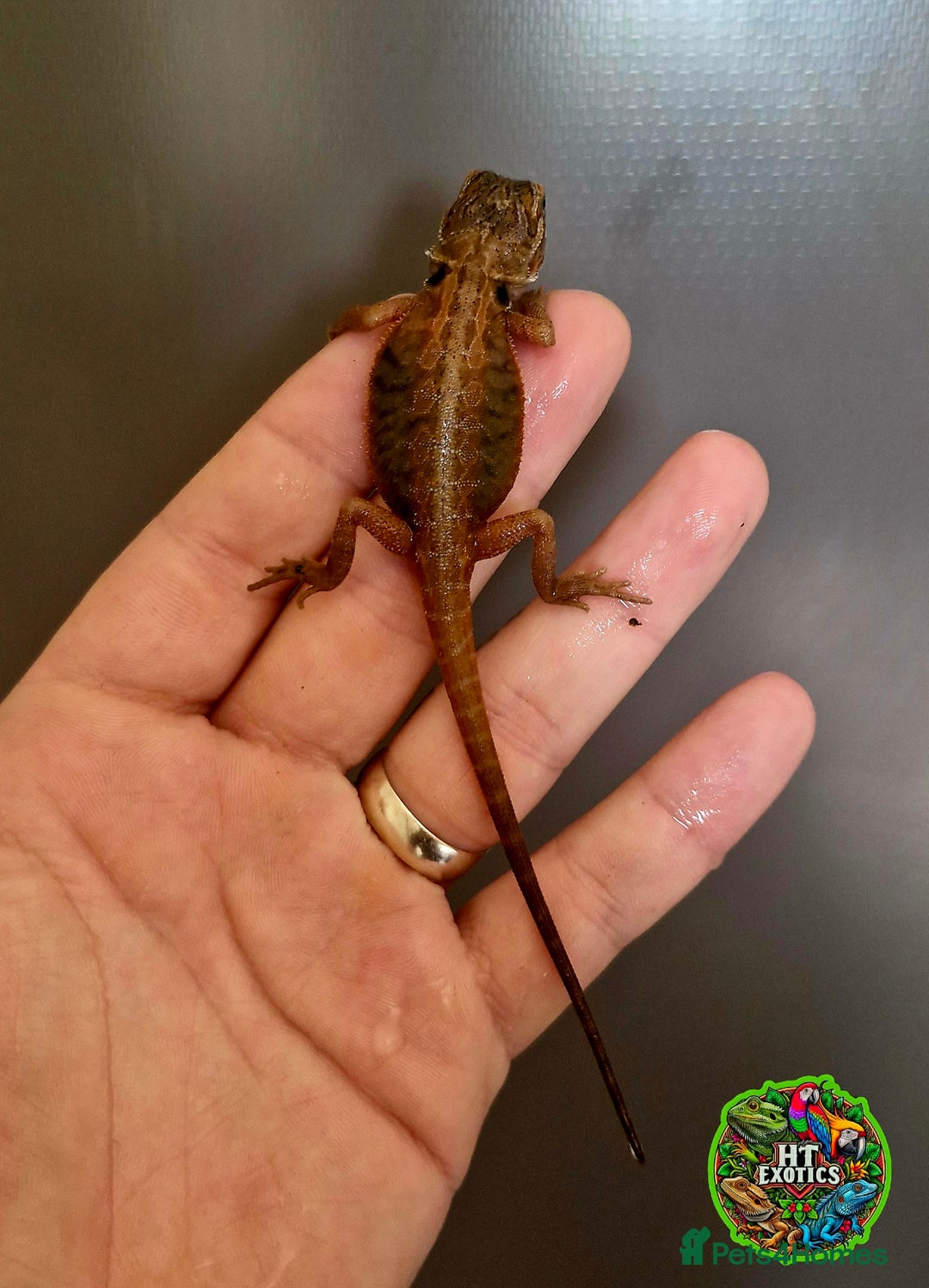 Bearded Dragon reptiles for sale: Pogona vitticeps + vitticeps/Barbata hybrids - Image 38