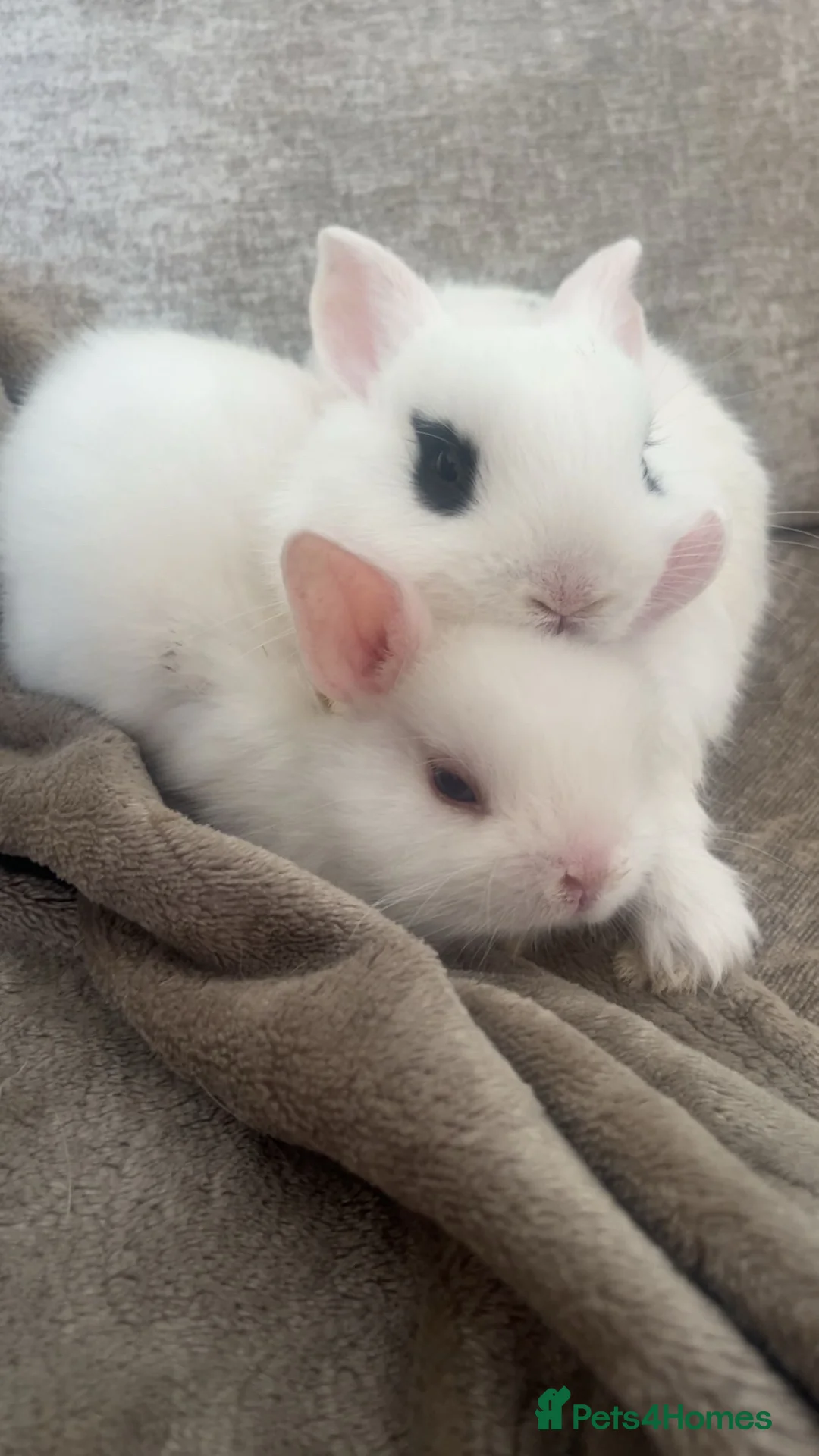 Mixed Breed rabbits for sale: Dwarf Hotot Rabbits  - Advert 1