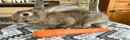 Continental Giant rabbits for sale: Continental giant buck - Advert 11