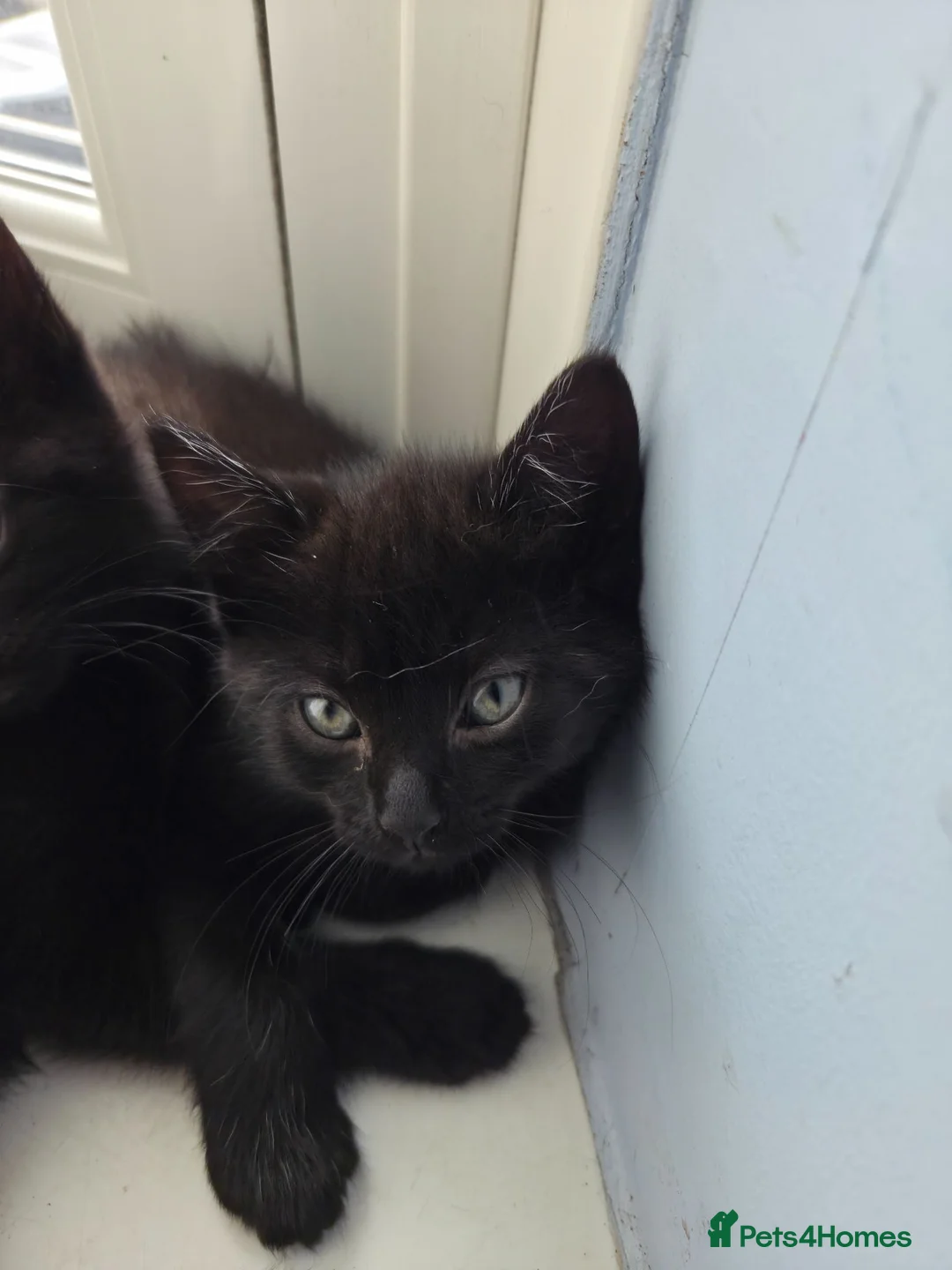 Domestic Shorthair cats for sale: Gorgeous Domestic Shorthair Kittens in Torquay in Torquay - Advert 3