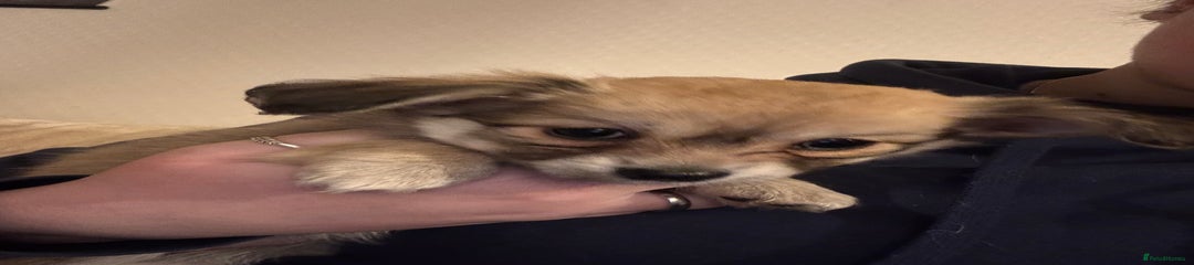 Chiweenie Red Collar