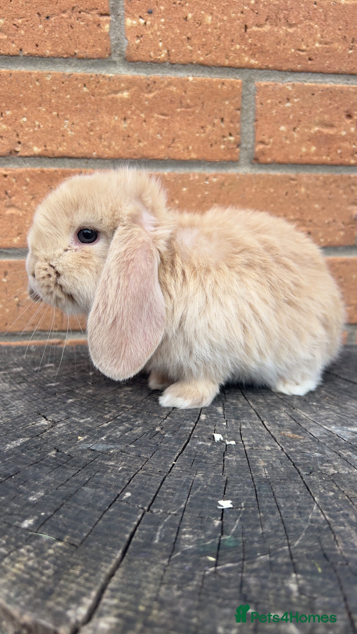 French Lop rabbits Quality French Lop Rabbits - Advert 1