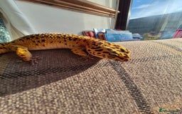 Leopard Gecko reptiles for sale: Kevin the leopard gecko - Image 5