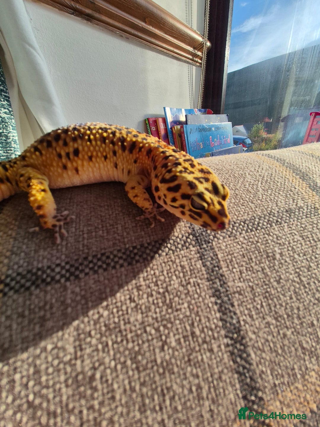 Leopard Gecko reptiles for sale: Kevin the leopard gecko - Image 5