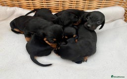Dachshund dogs for sale: Sausage dachshund puppies  - Image 10