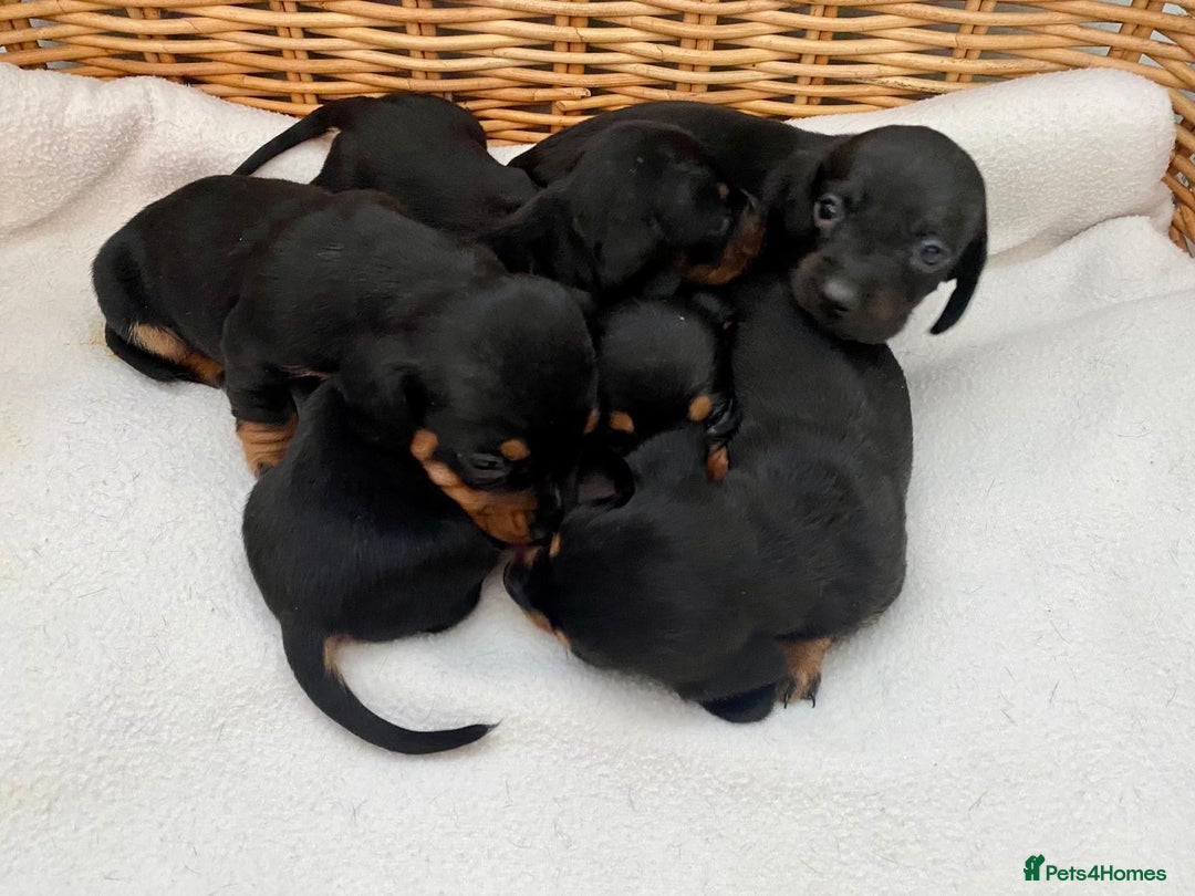 Dachshund dogs for sale: Sausage dachshund puppies  - Image 10