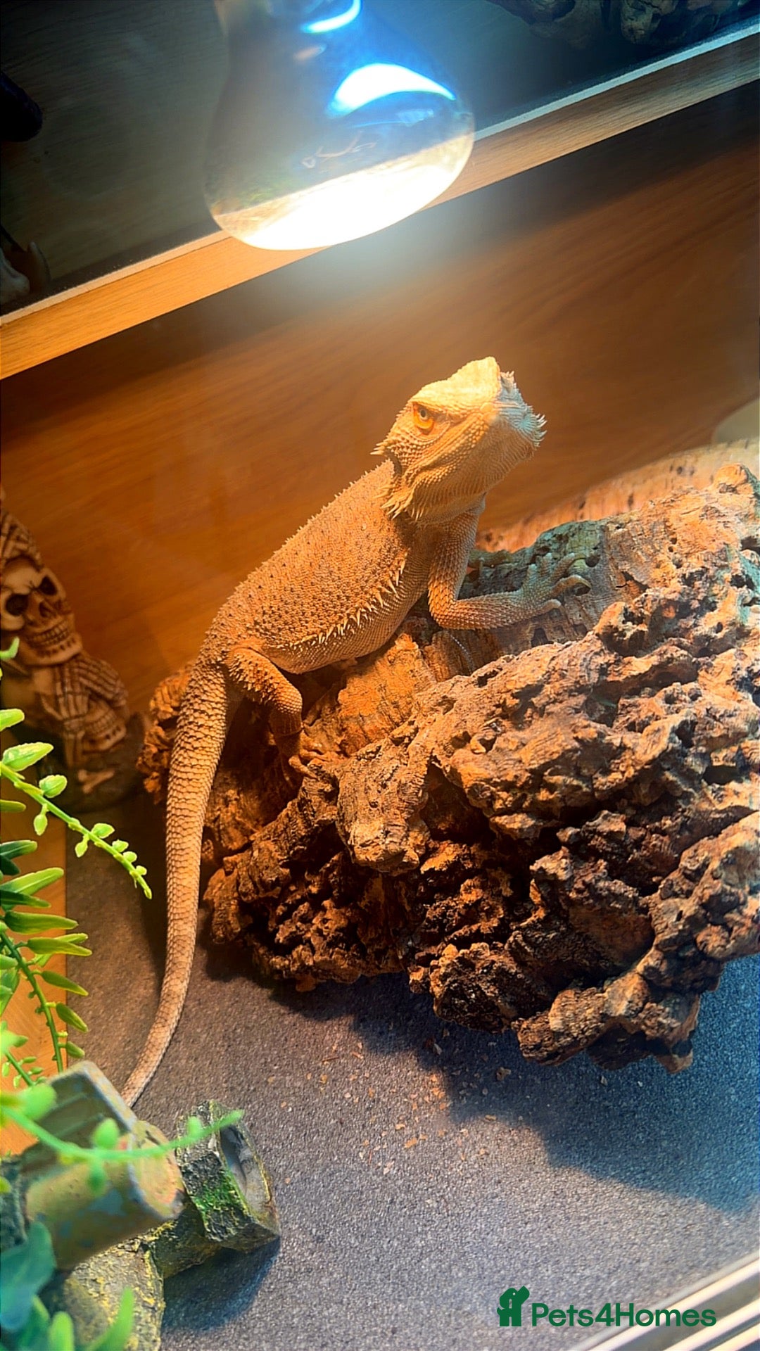 Bearded Dragon reptiles for sale: Bearded dragon  - Advert 2
