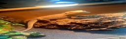 Bearded Dragon reptiles for sale: Bearded dragon  - Advert 1