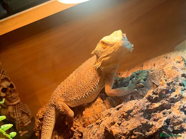 Bearded Dragon reptiles for sale: Bearded dragon - Advert 2