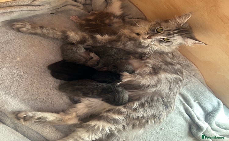 Norwegian Forest Cat cats - Advert 1