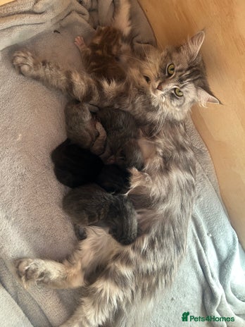 Norwegian Forest Cat cats - Advert 1