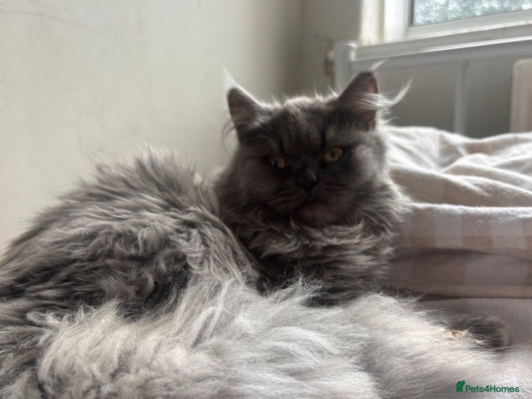 Persian cats for sale: Beautiful Persian girl  - Image 4