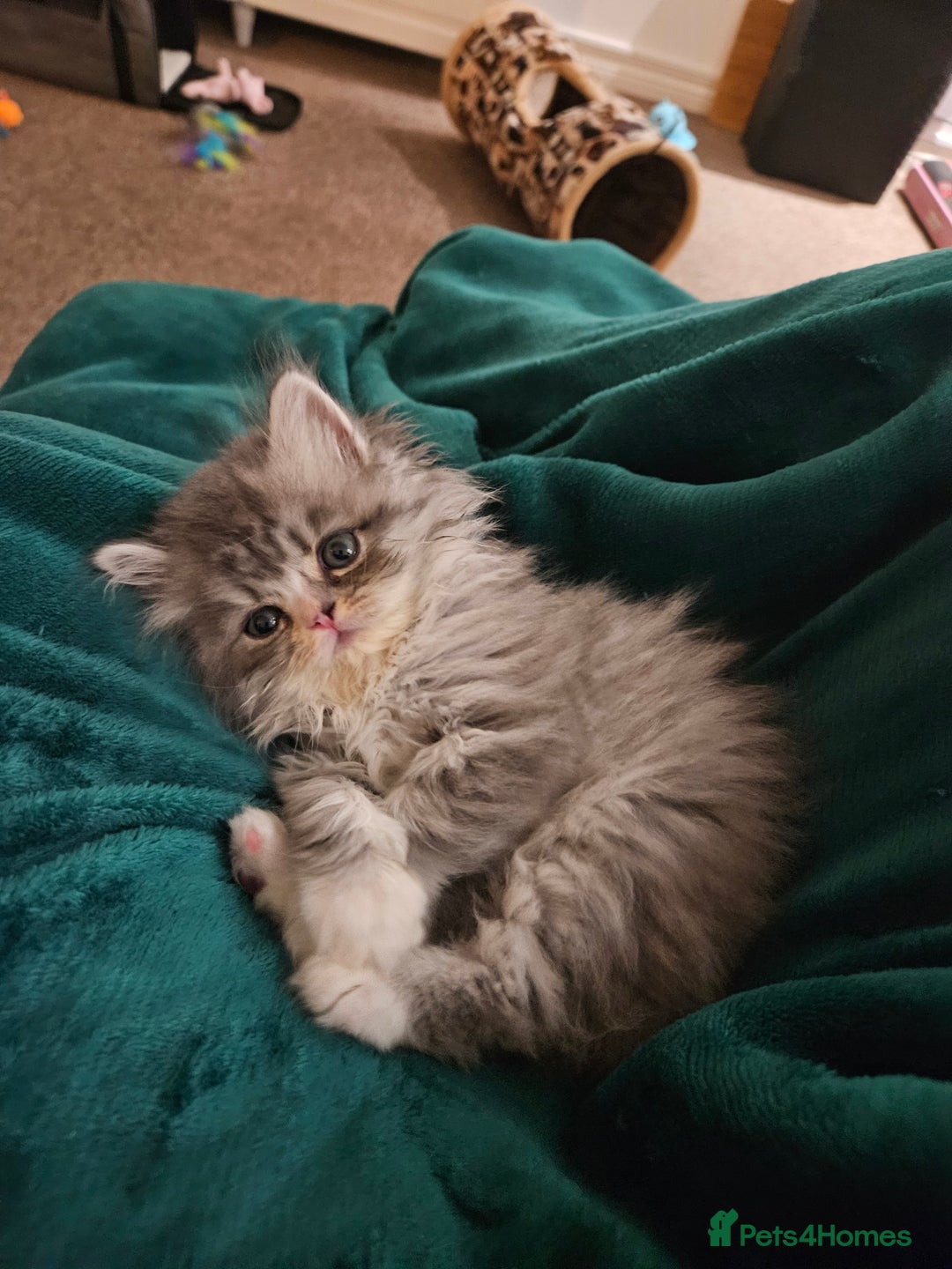 Persian cats for sale: Stuning Persian Girl - Image 12