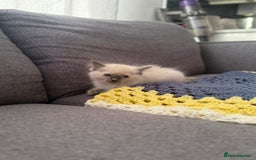 Ragdoll cats for sale: GCCF SEALPOINT RAGDOLL KITTENS - Image 10