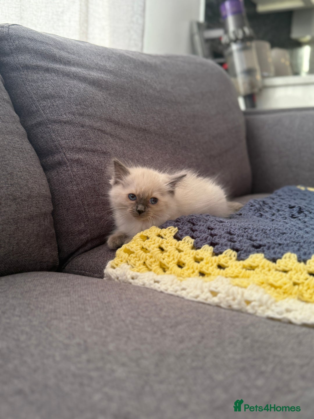 Ragdoll cats for sale: GCCF SEALPOINT RAGDOLL KITTENS - Image 10