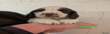 English Springer Spaniel Puppy 2