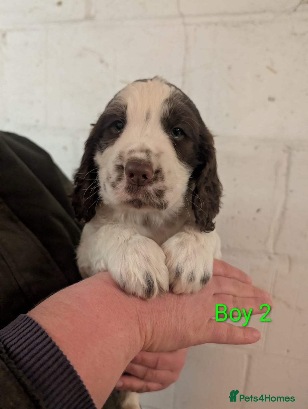 English Springer Spaniel dogs for sale: Beautiful KC Show Line ESS Puppies - Advert 6